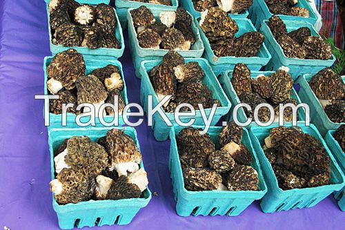 morel mushrooms, dried morel mushrooms for sale, dried morels, fresh morel mushrooms, spring morel, Morchella Conica, Boletus