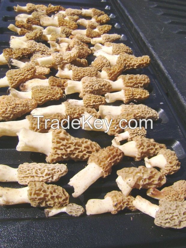 morel mushrooms, dried morel mushrooms for sale, dried morels, fresh morel mushrooms, spring morel, Morchella Conica, Boletus