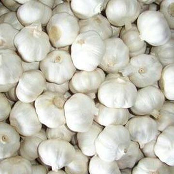 garlic