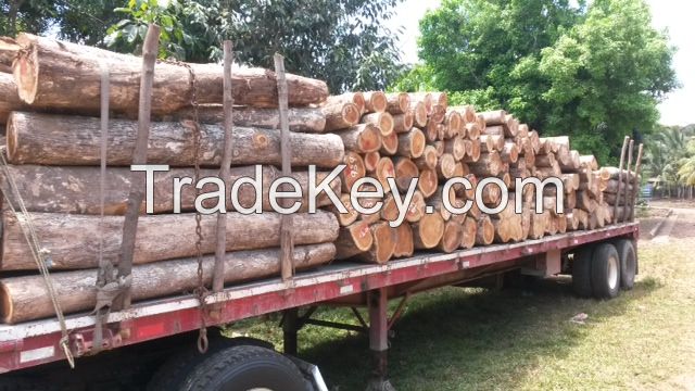 Teak Wood (Tectona Grandis)