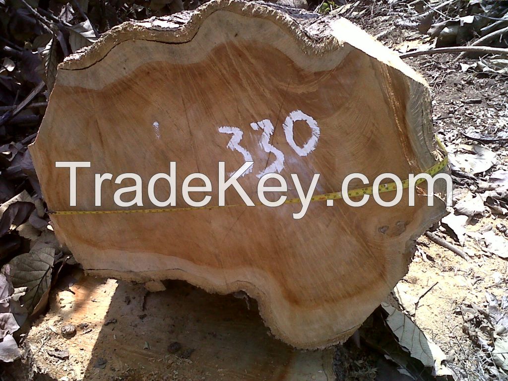 Teak Wood (Tectona Grandis)