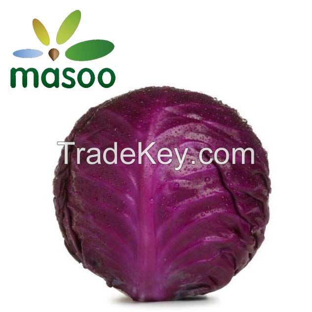 Cheap High Quality Fresh RedCabbage from Hebei (China) (Wholesale)