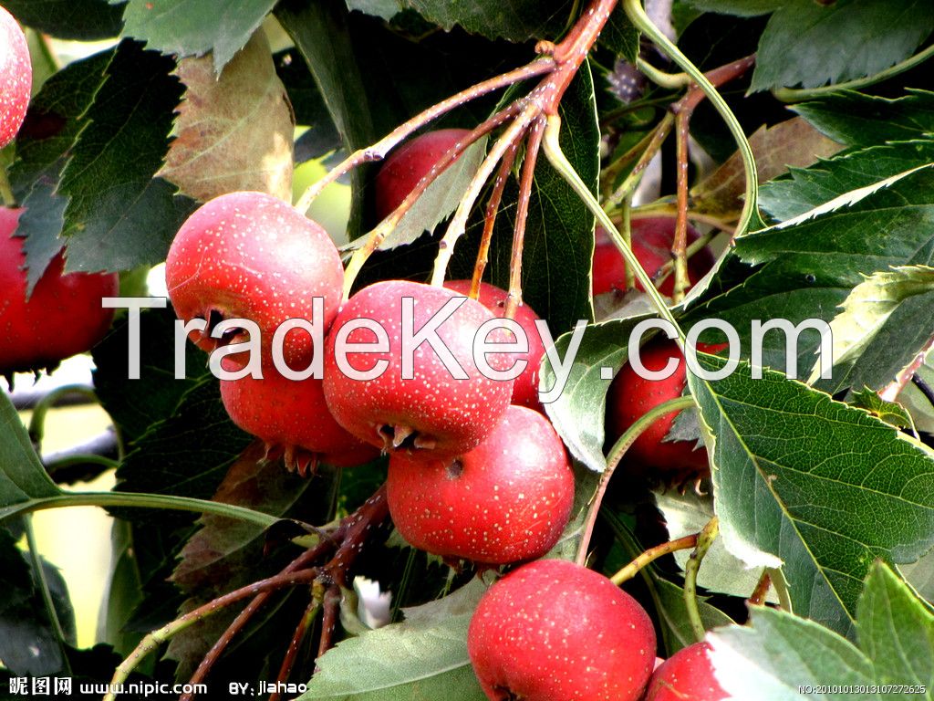 Hawthorn Extract