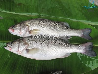  Seabass (Lateolabrax japonicas)