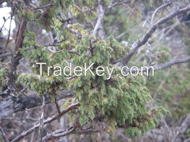 Juniper (Juniperus communis)