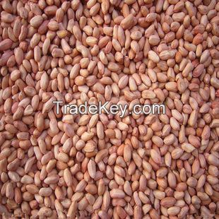 Raw / Bold Reddish Groundnut or Peanut 50/60