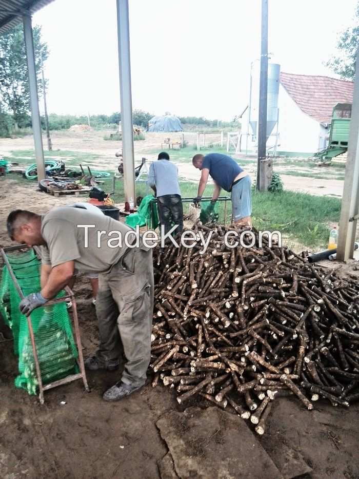 Fresh Gourmet Horseradish Roots 2014 crops