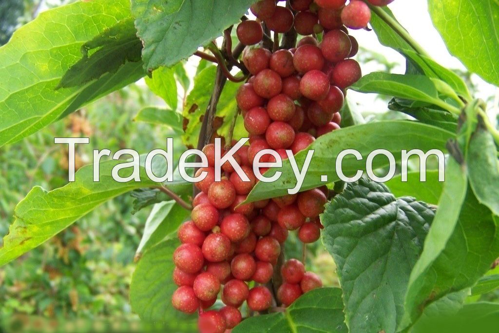 Schisandrae Chinensis Extract