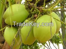 Tender coconut water