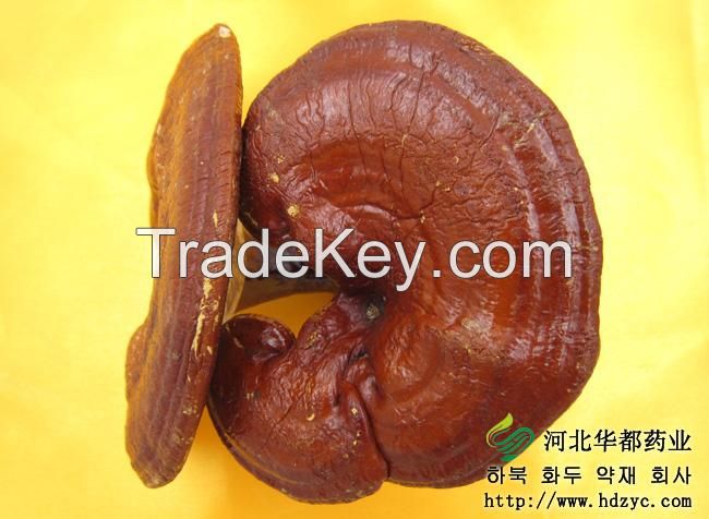 Ganoderma