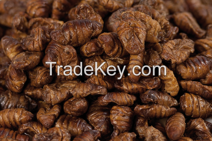 Silkworms pupae