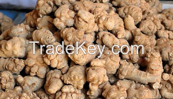 Panax notoginseng sanqi roots