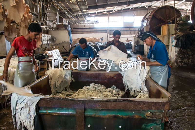 Wet blue Yemeni sheep skin leather