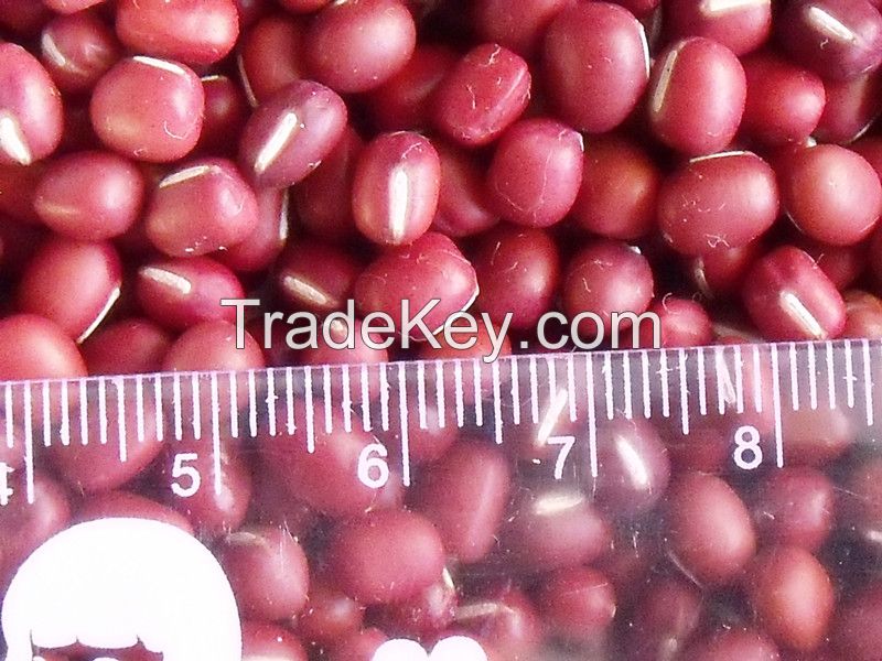 2014 new crop small small red bean / adzuki bean