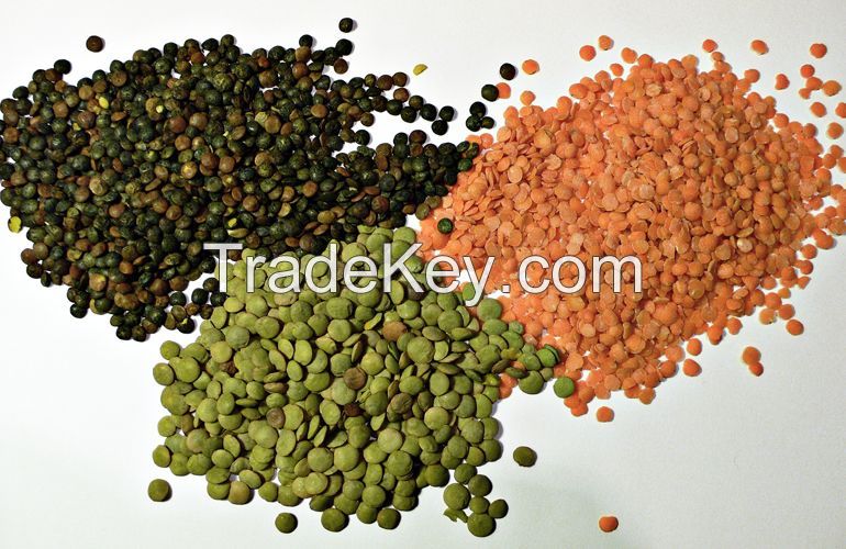 Lentils