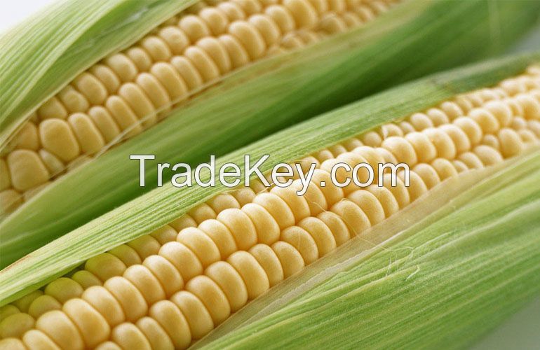 Maize