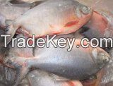 Frozen Golden Pomfret, Frozen Red Pomfret Pacu