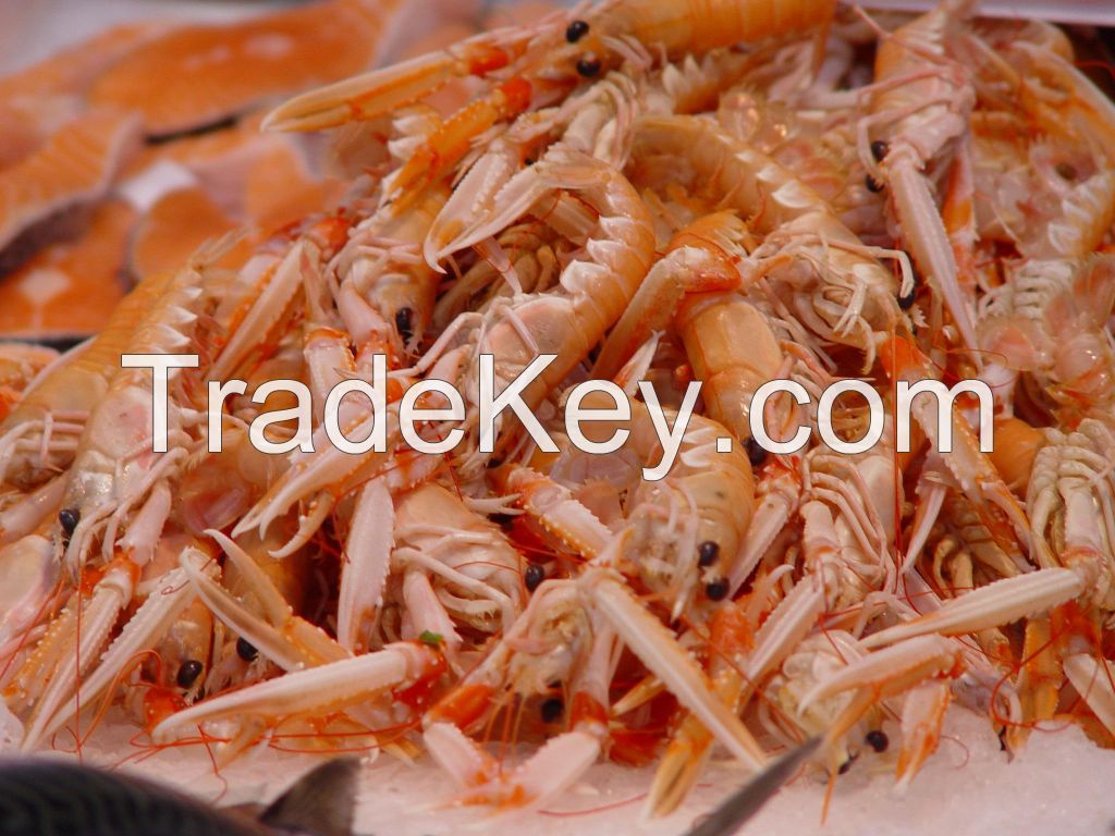 FRESH WATER KING PRAWN, frozen vannamei shrimp, shrimp solonocera melantho,Shrimps  Valencia