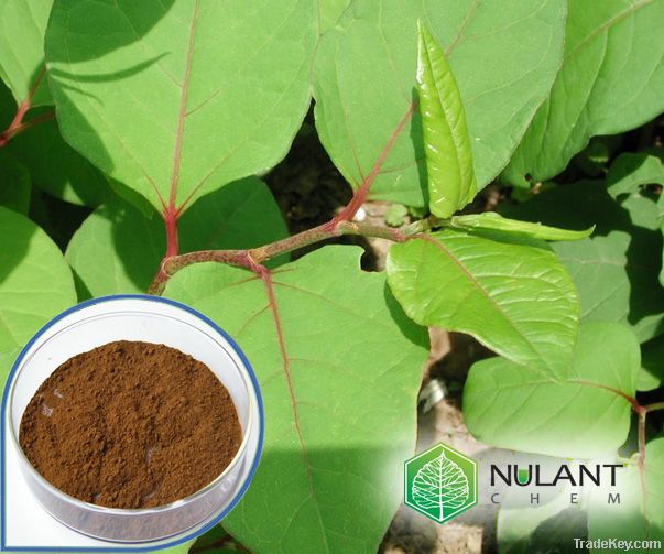 Giant knotweed extract resveratrol 50%  501-36-0