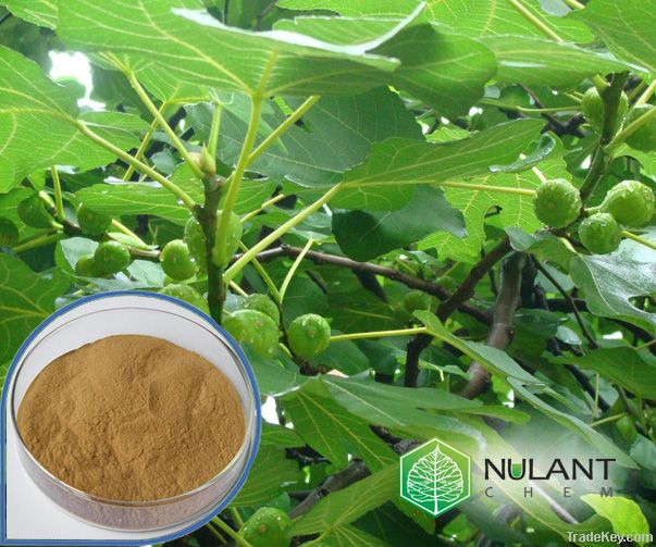 Olive leaf extract 60% Oleuropein supplier