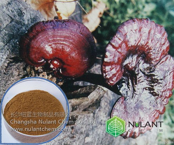 Fungi Mushroom extract Polysaccharides