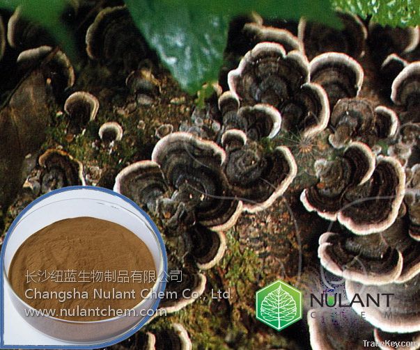 Fungi Mushroom extract Polysaccharides