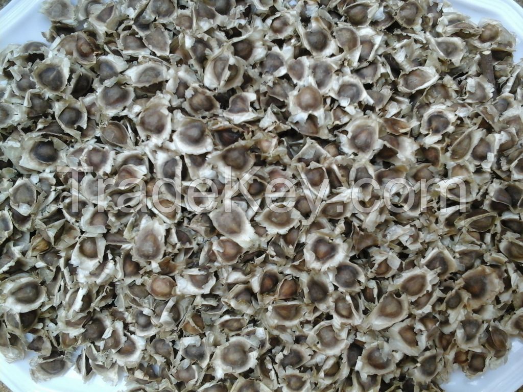 Moringa Olifeira Seed