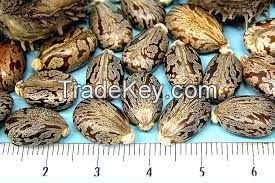 Castor Bean Seed