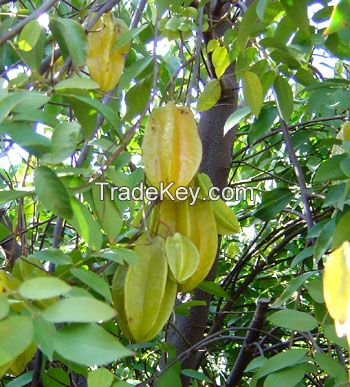 Fresh Star Fruit, Carambola