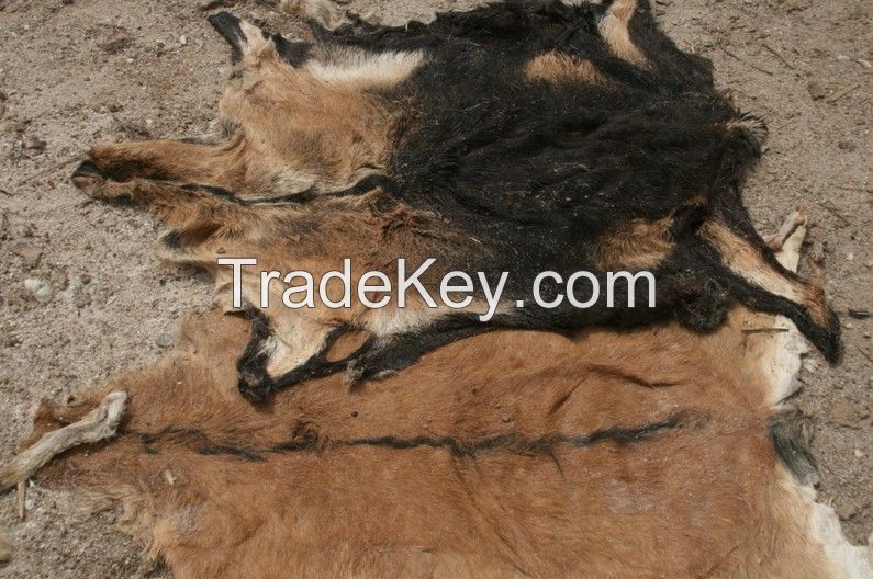 WET SALTED DONKEY HIDE FREE FROM SAND , MUD