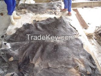 WET SALTED DONKEY HIDE FREE FROM SAND , MUD