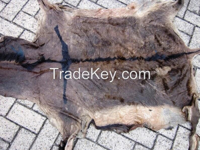 WET SALTED DONKEY HIDE FREE FROM SAND , MUD