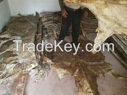 DONKEY SKIN FOR SALE