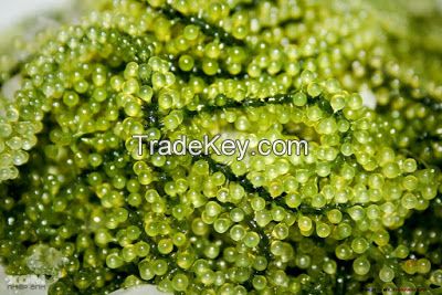 SEA GRAPES (Caulerpa lentillifera)