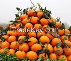 Pak Citrus