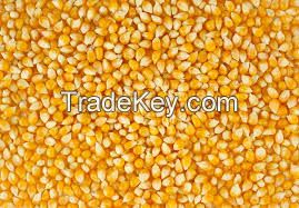 yellow corn