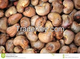 Cashew Nuts