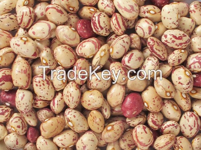 Small red kidney bean