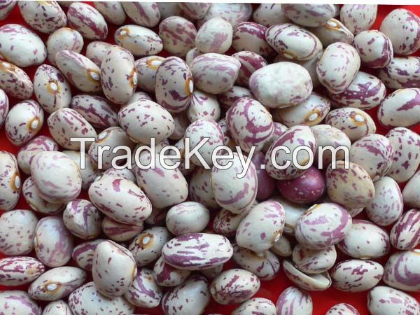 Red kidney bean