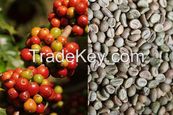 VIetnam Robusta Coffee BEST PRICE