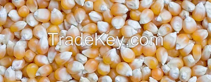 Maize