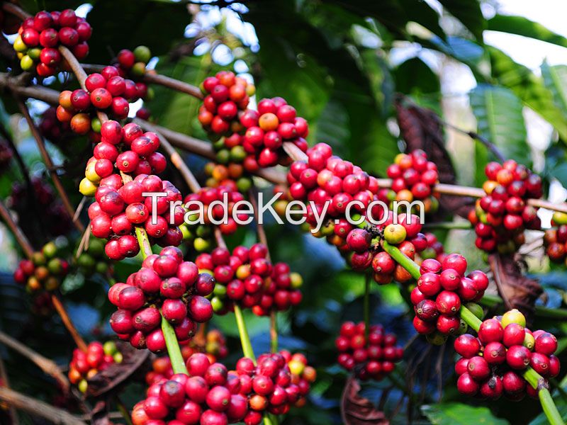 Arabica coffee from the most northern of Thailand