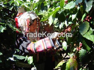 Arabica coffee from the most northern of Thailand