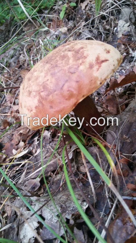 Boletus Edulis