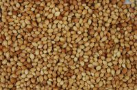 Quality Coriander