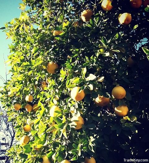 Quality Grapefruits