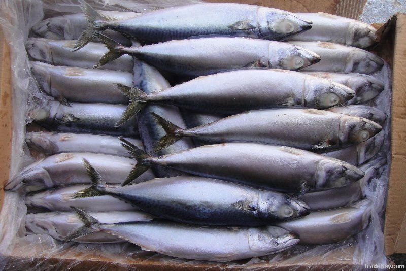 Quality Frozen Mackerel Fish