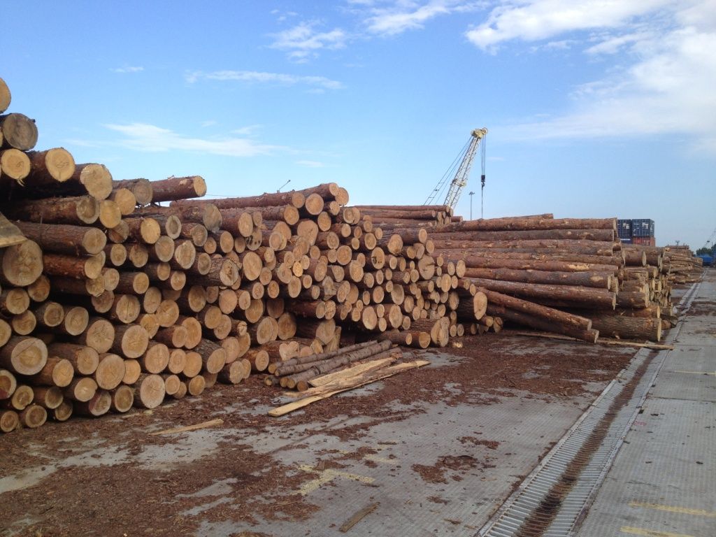 Best Pine wood logs