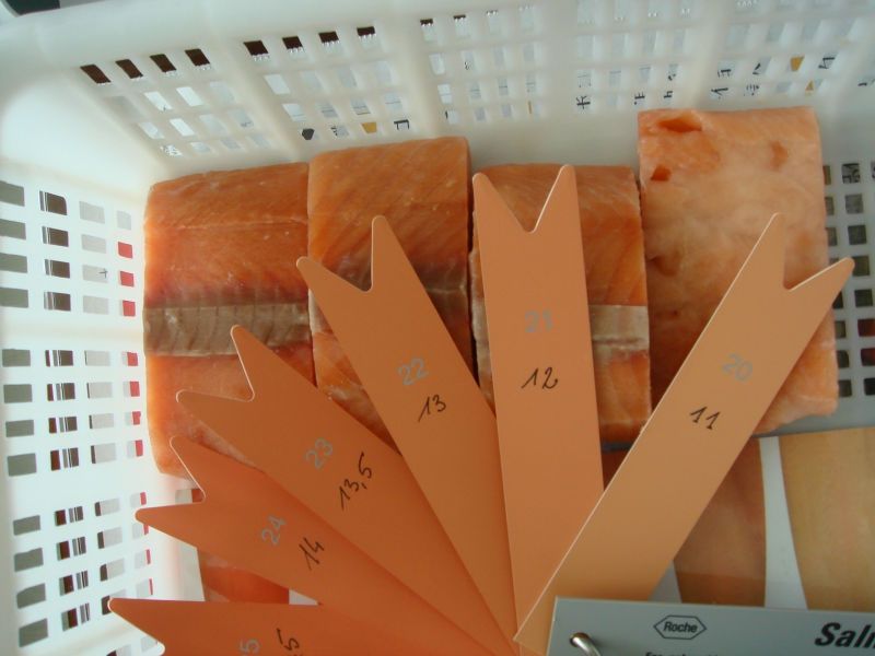 Quality Frozen Salmon Fish