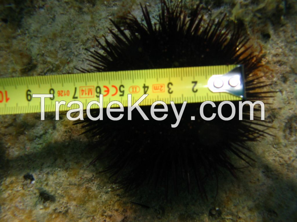 Sea urchin